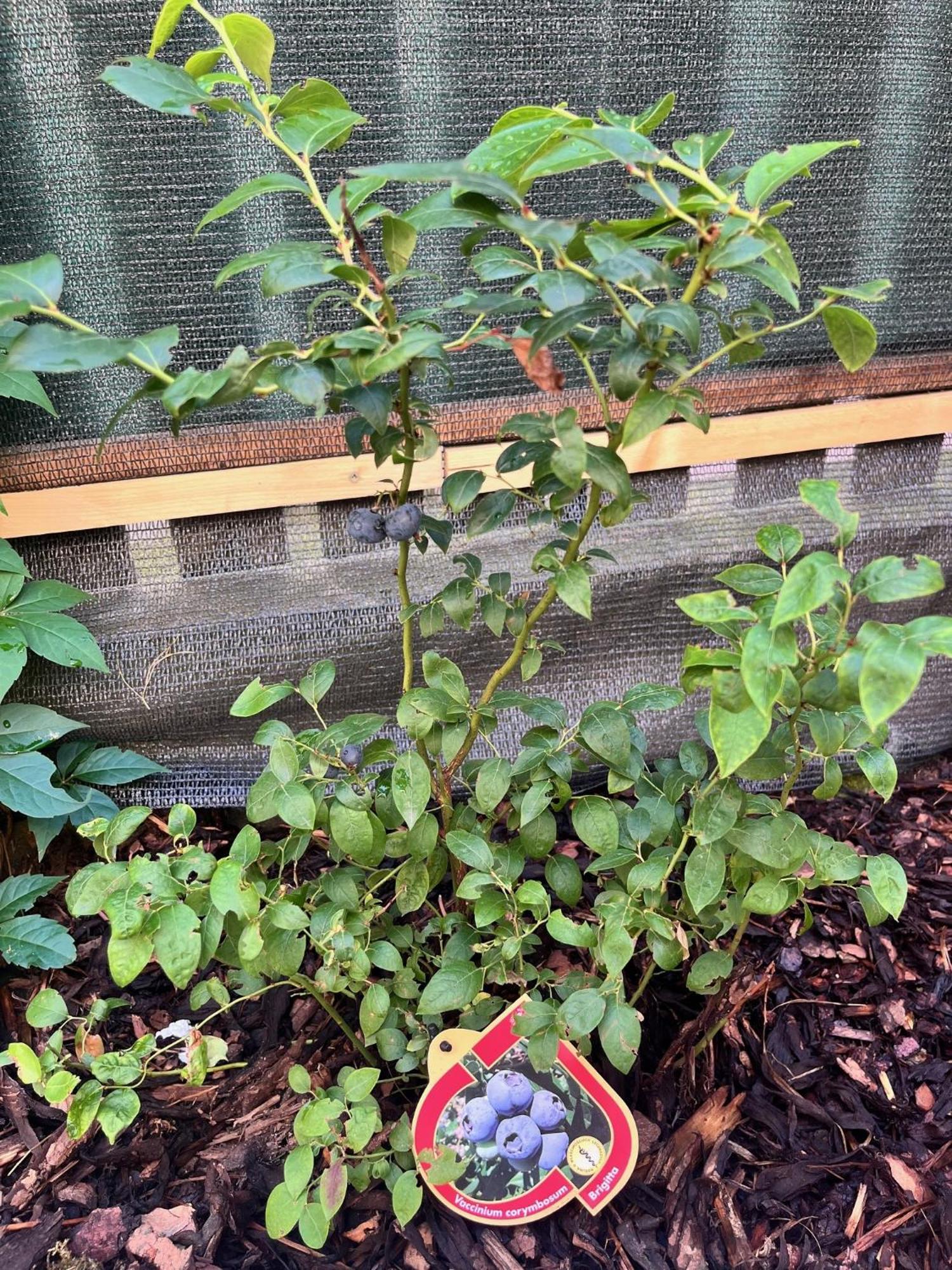 New Centre Garden - Location