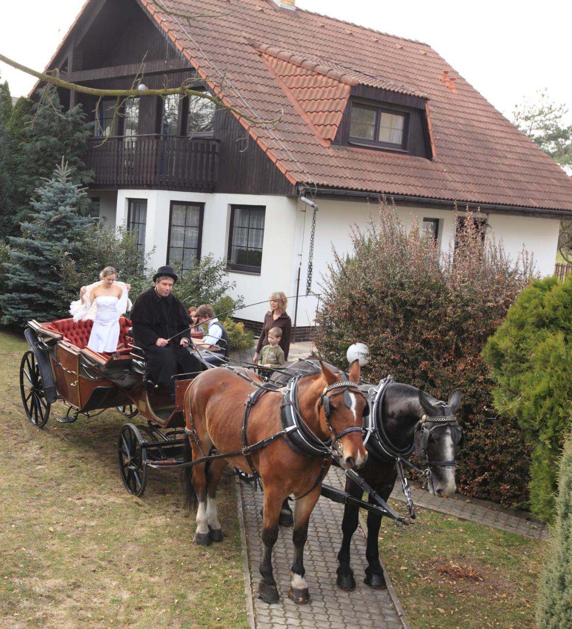 Conifer Idyllicprague *