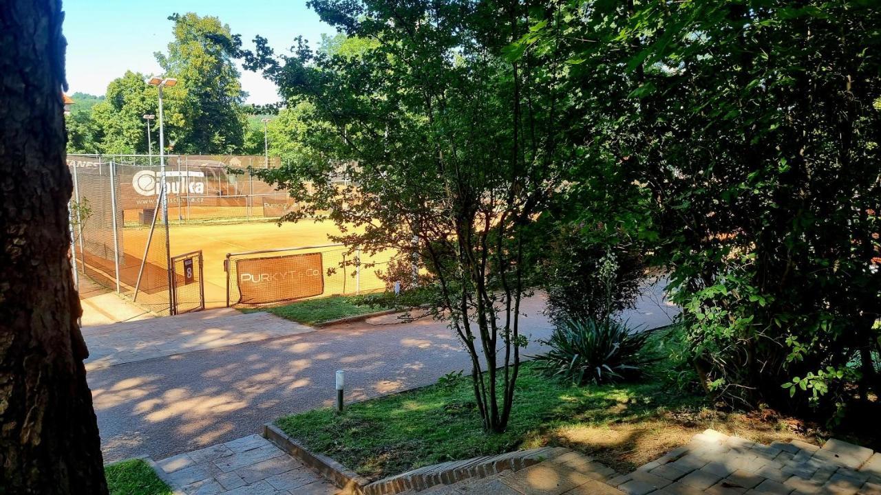 Cibulka