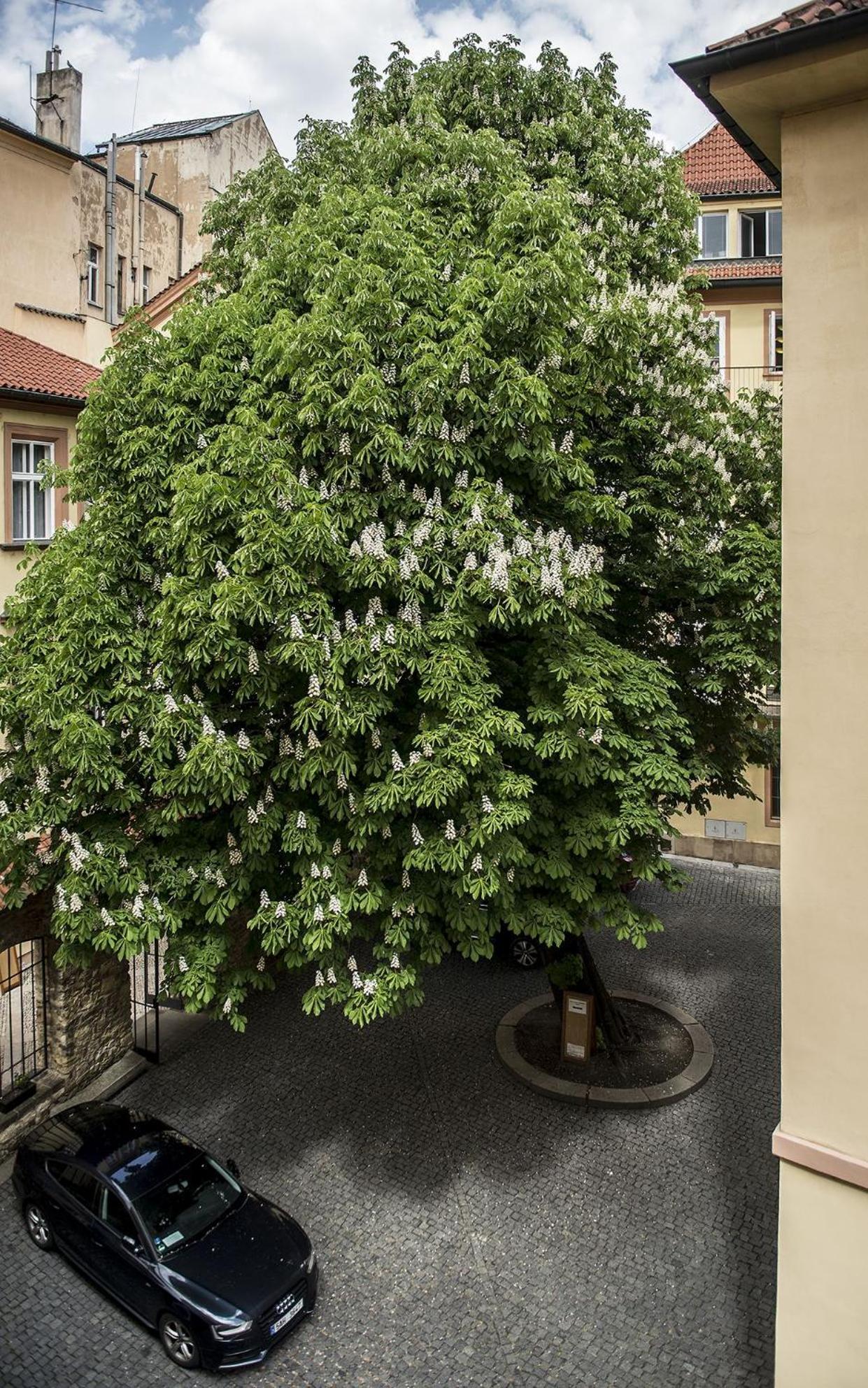 Opitzuv Dum * Prag