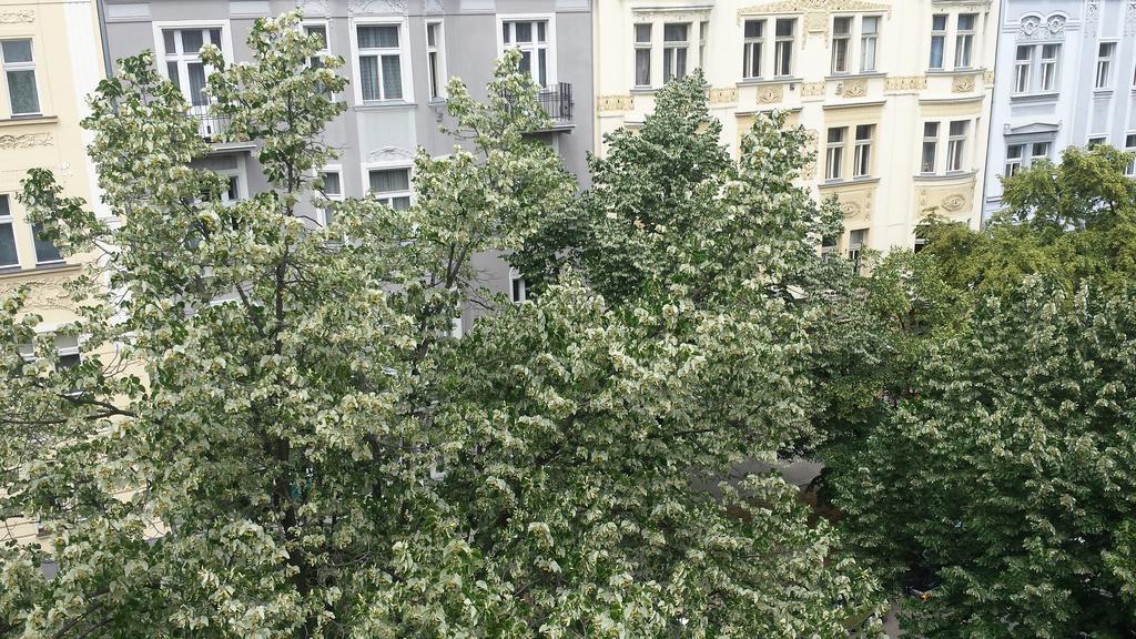 Orchidea Prag