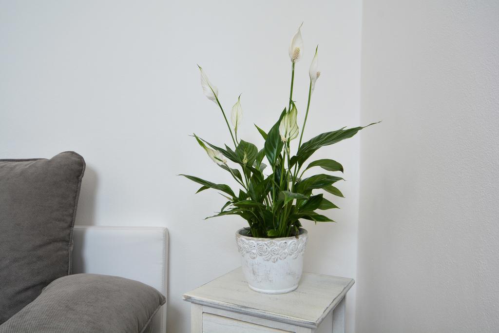 Apartment Amadeus