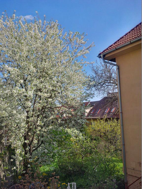 The Garden In The City *