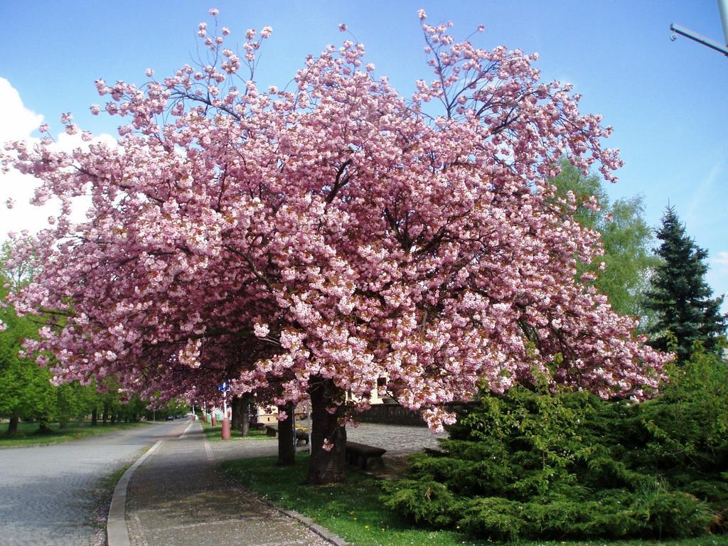 Lägenhet Modern Riegrovy Sady