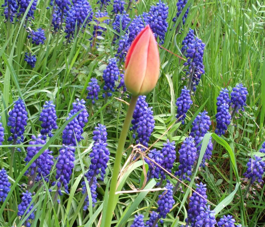 Retro Challenge&garden Gasthof
