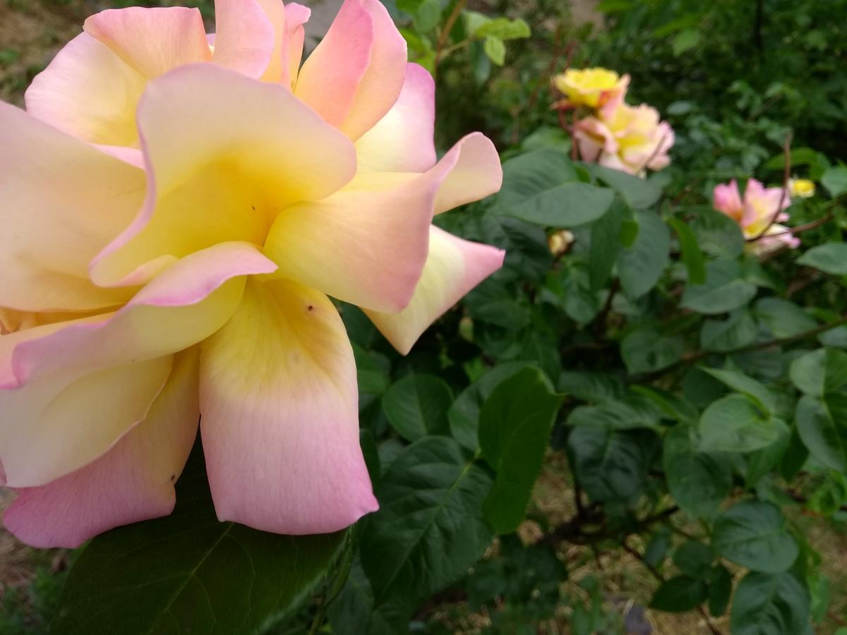 Retro Challenge&garden *